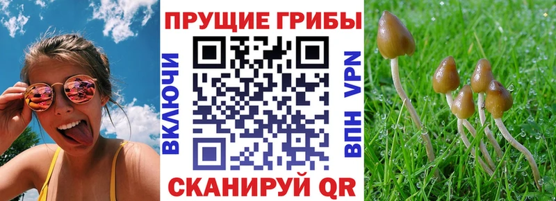 Псилоцибиновые грибы Psilocybe Чернушка