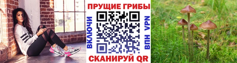 Псилоцибиновые грибы прущие грибы  Купить где  Чернушка 